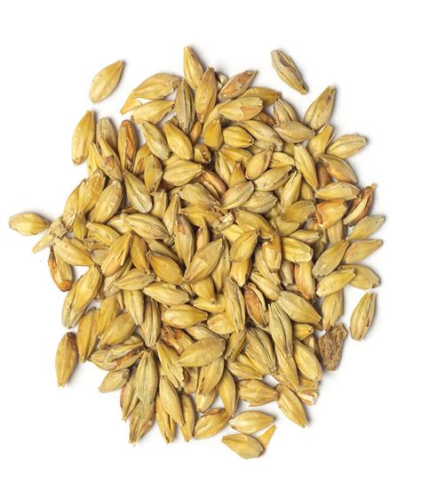 toasted malt|munich malt characteristics.